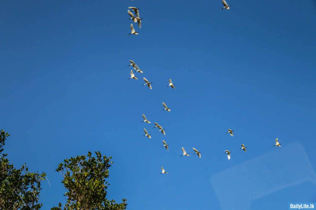 Birds at Yala National Park
